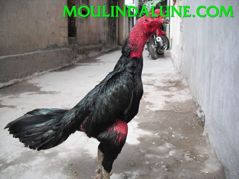 Đá Gà Trực Tiếp - Ưu đãi đặc biệt